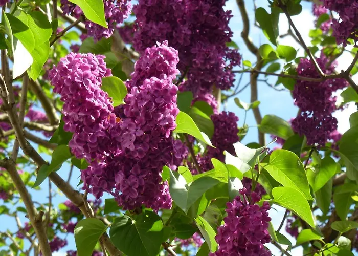 招待所 Gaestehaus Kiebel